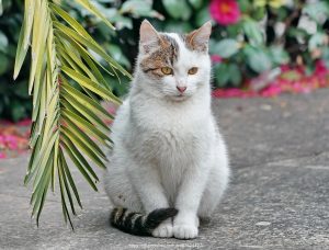 北京流浪猫绝育免费申请网站 (免费申请网站域名：选择适合您的网址并免费注册)-偌夕博客