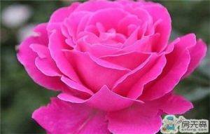 为什么要购买美国债券 (为什么要购买云服务器？li)-偌夕博客