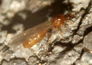 576969cc域名信息查询 (域名信息查询：了解如何查询域名的相关信息li)-偌夕博客