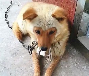 狗爹是什么狗 (狗爹：一个神秘身份的故事)-偌夕博客