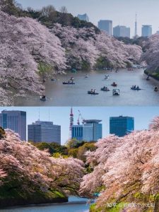 日本樱花VPS概览-偌夕博客