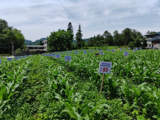 探索重庆地区VPS租用的最佳途径和选择-偌夕博客